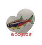 熱帯魚001（個別スタンプ：7）