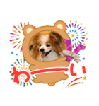 ぱぴぱぴパピヨン80（個別スタンプ：10）