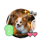 ぱぴぱぴパピヨン80（個別スタンプ：15）