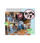 ぱぴぱぴパピヨン80（個別スタンプ：20）