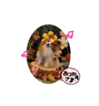 ぱぴぱぴパピヨン80（個別スタンプ：21）