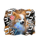ぱぴぱぴパピヨン80（個別スタンプ：22）