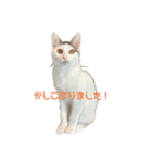 QUEUE猫シンバ（個別スタンプ：3）