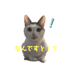 QUEUE猫シンバ（個別スタンプ：4）