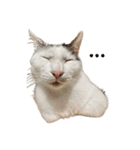 QUEUE猫シンバ（個別スタンプ：5）