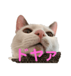 QUEUE猫シンバ（個別スタンプ：6）