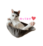 QUEUE猫シンバ（個別スタンプ：7）