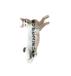 QUEUE猫シンバ（個別スタンプ：8）