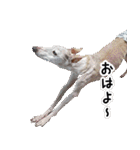 ヤバい飼い主作 イタグレスタンプ（個別スタンプ：2）