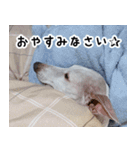 ヤバい飼い主作 イタグレスタンプ（個別スタンプ：3）