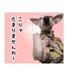 ヤバい飼い主作 イタグレスタンプ（個別スタンプ：4）