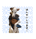ヤバい飼い主作 イタグレスタンプ（個別スタンプ：5）