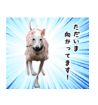 ヤバい飼い主作 イタグレスタンプ（個別スタンプ：6）