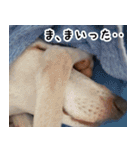 ヤバい飼い主作 イタグレスタンプ（個別スタンプ：7）