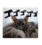 ヤバい飼い主作 イタグレスタンプ（個別スタンプ：12）