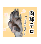 ヤバい飼い主作 イタグレスタンプ（個別スタンプ：15）