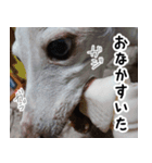 ヤバい飼い主作 イタグレスタンプ（個別スタンプ：16）