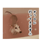 ヤバい飼い主作 イタグレスタンプ（個別スタンプ：17）