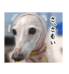 ヤバい飼い主作 イタグレスタンプ（個別スタンプ：18）