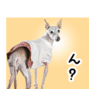 ヤバい飼い主作 イタグレスタンプ（個別スタンプ：19）