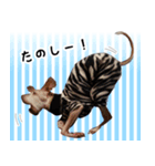 ヤバい飼い主作 イタグレスタンプ（個別スタンプ：23）