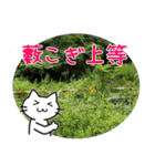 帰ってきたダム好きねこさん（個別スタンプ：17）