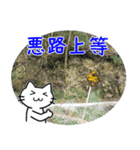 帰ってきたダム好きねこさん（個別スタンプ：18）