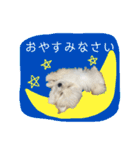 ポメプーのノア君（個別スタンプ：4）