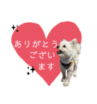 ポメプーのノア君（個別スタンプ：6）