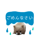 ポメプーのノア君（個別スタンプ：7）