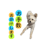 ポメプーのノア君（個別スタンプ：8）