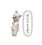 ポメプーのノア君（個別スタンプ：10）