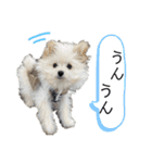 ポメプーのノア君（個別スタンプ：11）