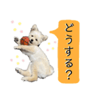 ポメプーのノア君（個別スタンプ：16）