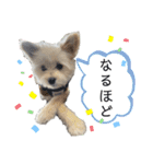 ポメプーのノア君（個別スタンプ：20）