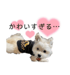 ポメプーのノア君（個別スタンプ：21）