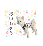 ポメプーのノア君（個別スタンプ：22）