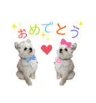 ポメプーのノア君（個別スタンプ：24）