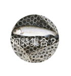 fishing20スタンプ（個別スタンプ：17）