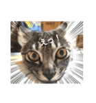 イケメン猫とぽかぽか犬。（個別スタンプ：1）