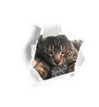 イケメン猫とぽかぽか犬。（個別スタンプ：2）