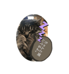イケメン猫とぽかぽか犬。（個別スタンプ：5）