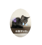 イケメン猫とぽかぽか犬。（個別スタンプ：6）