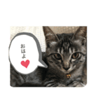 イケメン猫とぽかぽか犬。（個別スタンプ：7）
