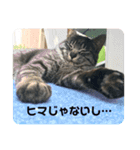 イケメン猫とぽかぽか犬。（個別スタンプ：8）