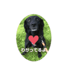 イケメン猫とぽかぽか犬。（個別スタンプ：10）