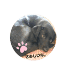 イケメン猫とぽかぽか犬。（個別スタンプ：11）