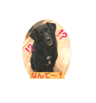 イケメン猫とぽかぽか犬。（個別スタンプ：13）