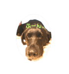 イケメン猫とぽかぽか犬。（個別スタンプ：16）