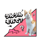 こむぎとイギーの日常会話（個別スタンプ：4）